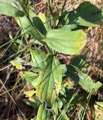 Lithospermum virginianum