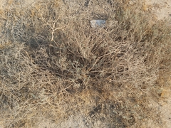 Heliotropium bacciferum