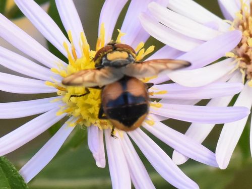Phasia aurigera, photo 5 of 10