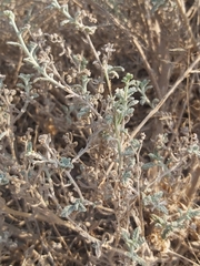 Heliotropium bacciferum