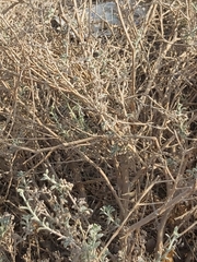 Heliotropium bacciferum