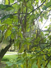 Catalpa