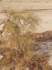 Tamarix aucheriana