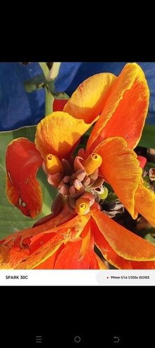 Coast Coral Tree