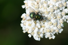 Neomyia viridescens