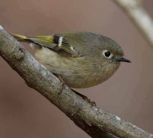 Ruby-crowned Kinglet photographed in Georgia