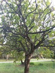 Catalpa