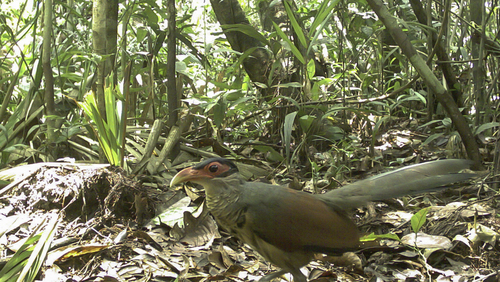 Red-billed Ground Cuckoo (Neomorphus pucheranii), photo 1