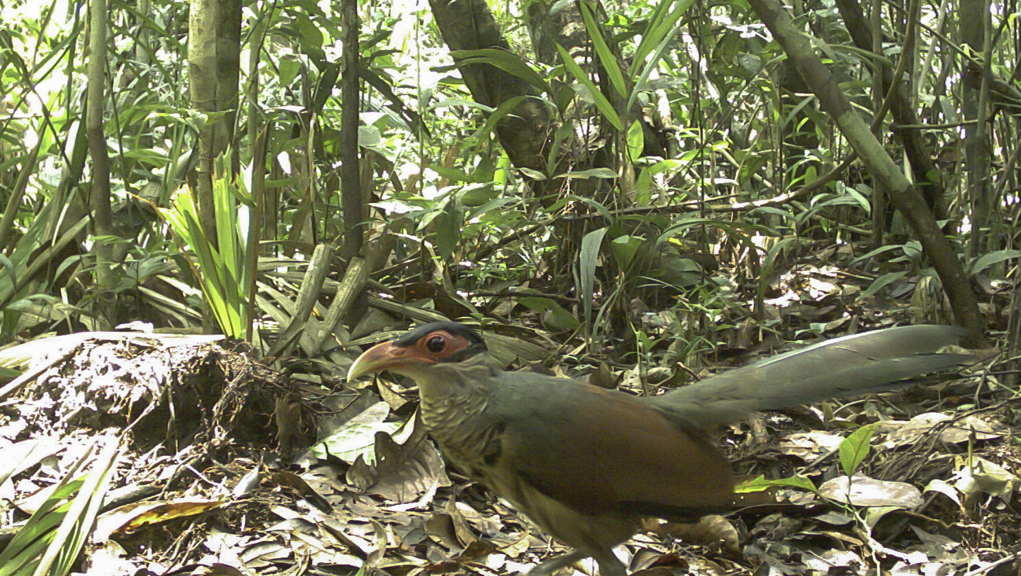 Red-billed Ground Cuckoo (Neomorphus pucheranii), photo 3