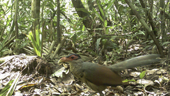 Red-Billed Ground Cuckoo photo 1