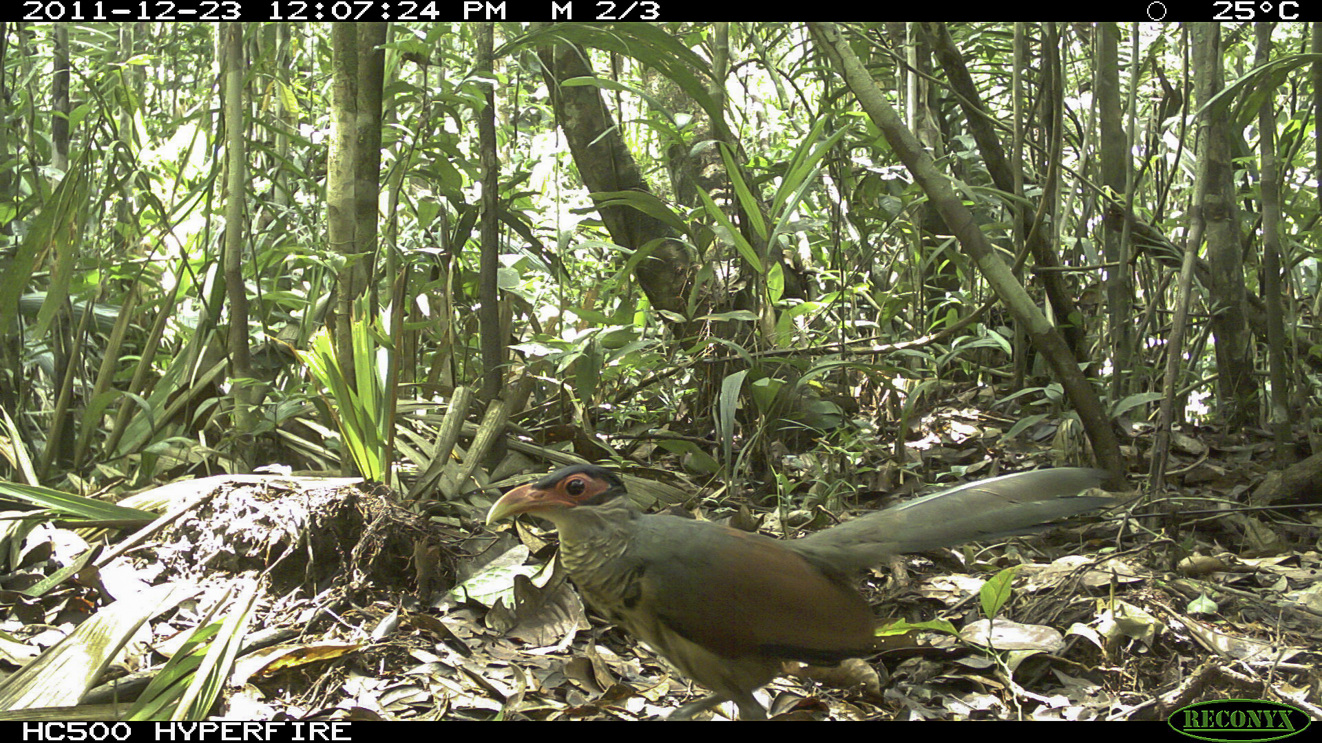Red-billed Ground Cuckoo (Neomorphus pucheranii), photo 4