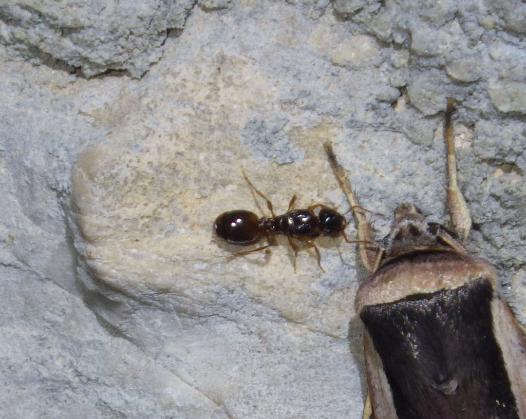 Tetramorium diomedeum