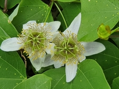 Passiflora bicornis