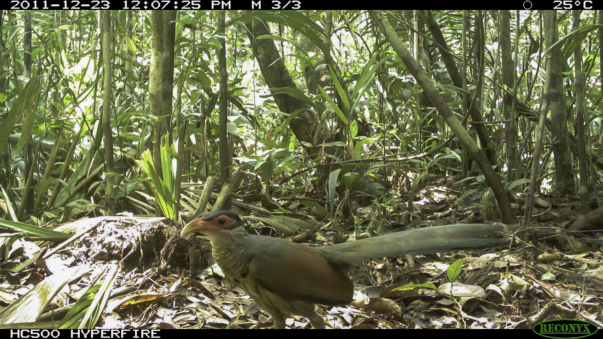 Red-billed Ground Cuckoo (Neomorphus pucheranii), photo 5