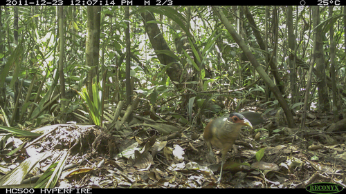 Red-billed Ground Cuckoo (Neomorphus pucheranii), photo 6