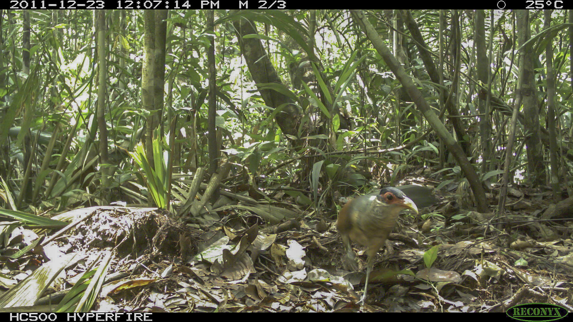 Red-billed Ground Cuckoo (Neomorphus pucheranii), photo 6