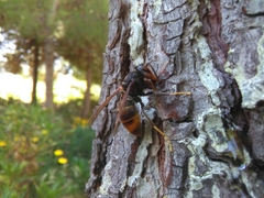 Vespa velutina