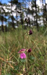 Phaseolus polystachios sinuatus