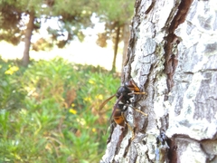 Vespa velutina