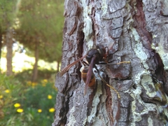 Vespa velutina