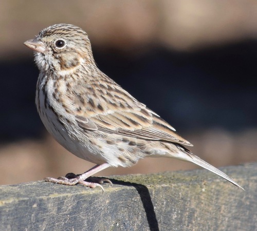 Coastal Vesper Sparrow
