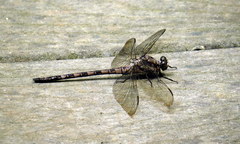 Tachopteryx thoreyi