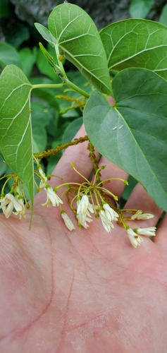 Cionura erecta, photograph 4
