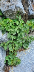 Cionura erecta, photograph (c) Mitch Van Dyke, some rights reserved (CC BY)