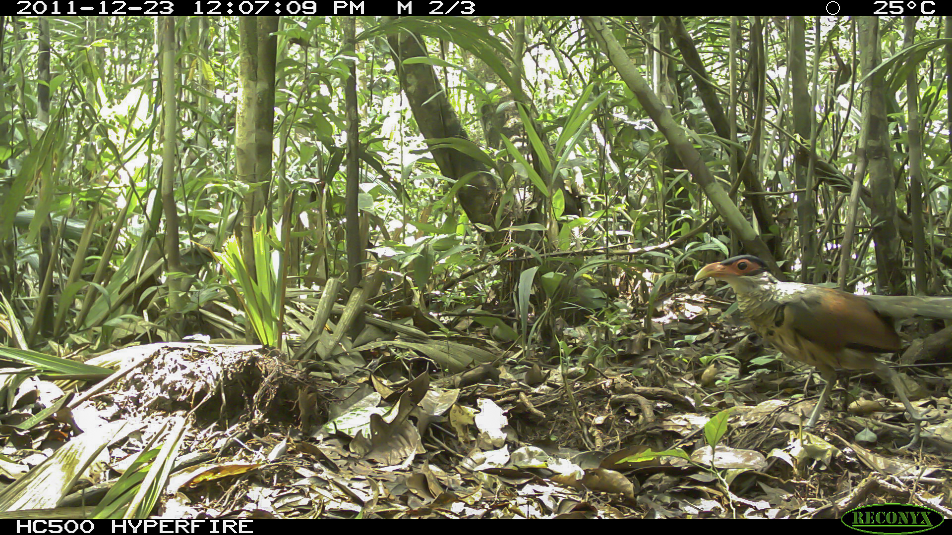Red-billed Ground Cuckoo (Neomorphus pucheranii), photo 7