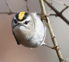 Golden-Crowned Kinglet photo 6