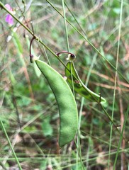 Phaseolus polystachios sinuatus
