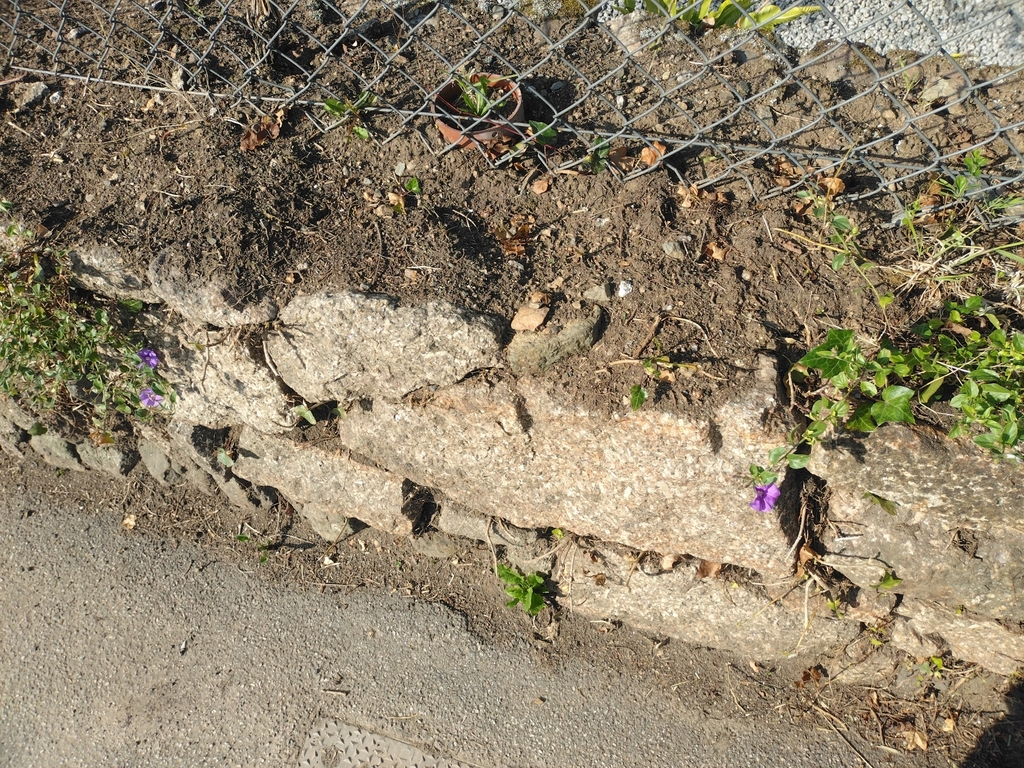 Convolvulus sabatius, Helston TR13, UK