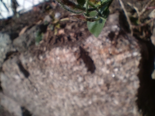 Convolvulus sabatius