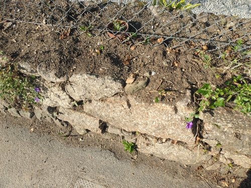 Convolvulus sabatius