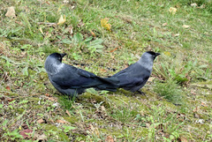 Corvus monedula
