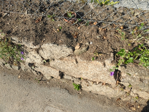 Convolvulus sabatius