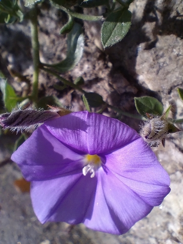 Convolvulus sabatius