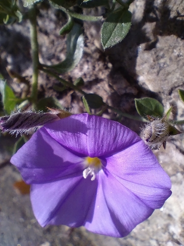 Convolvulus sabatius