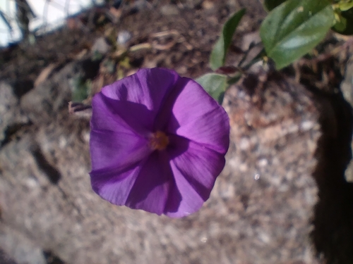 Convolvulus sabatius