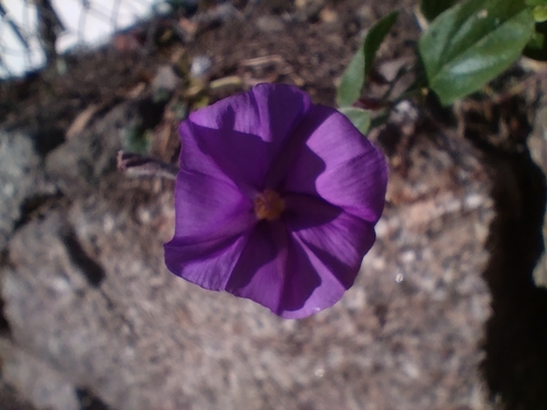 Convolvulus sabatius