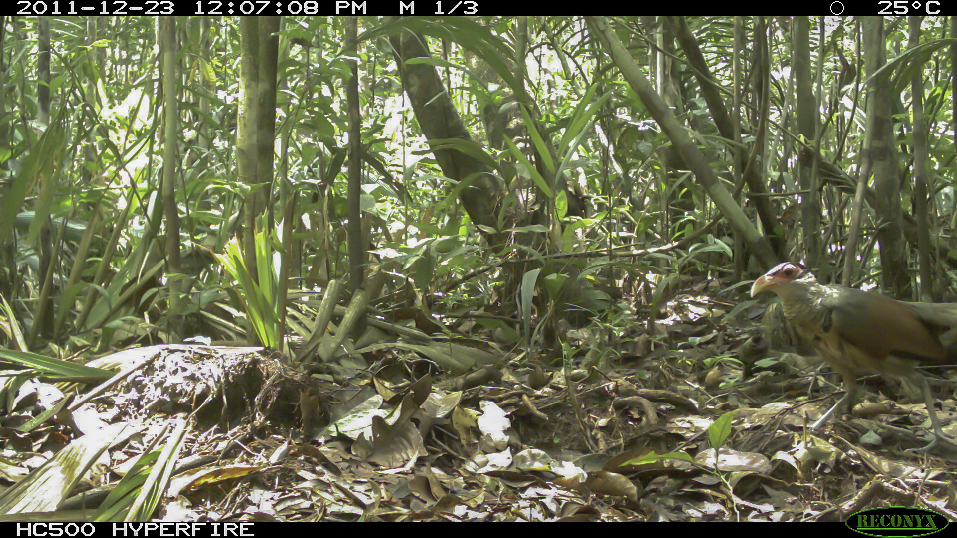 Red-billed Ground Cuckoo (Neomorphus pucheranii), photo 8