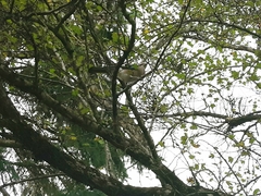 Garrulus glandarius
