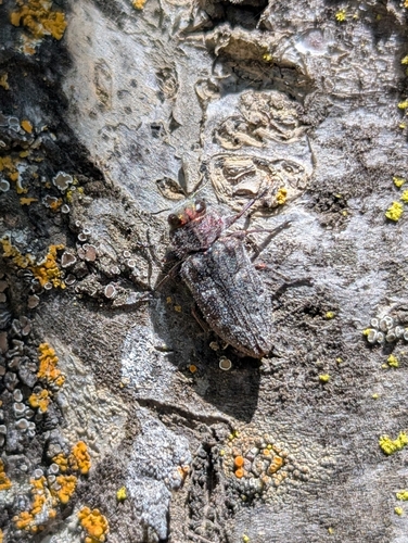 Pacific Flat-Headed Borer photo 4