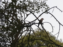 Garrulus glandarius