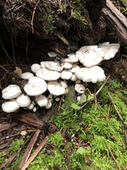 Clitocybe dilatata