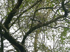 Garrulus glandarius