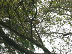Garrulus glandarius