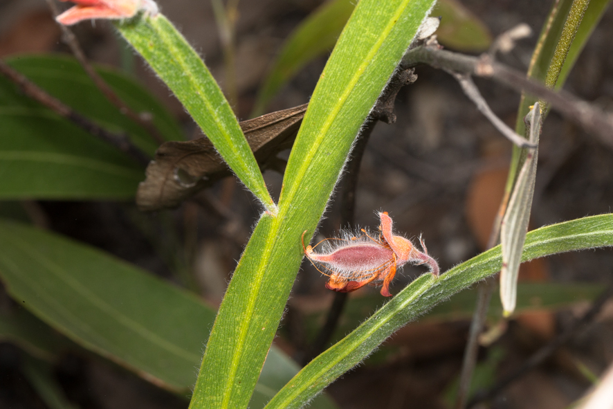 Leptosema oxylobioides