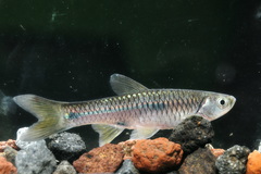 Rasbora aprotaenia