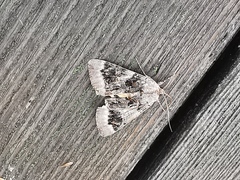 Catocala badia coelebs